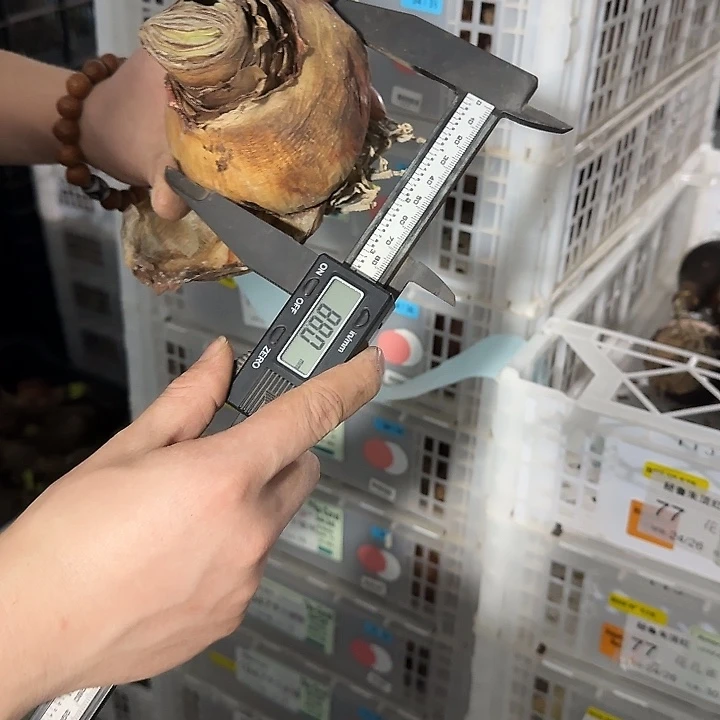 30珊瑚之星8.5公分丑球