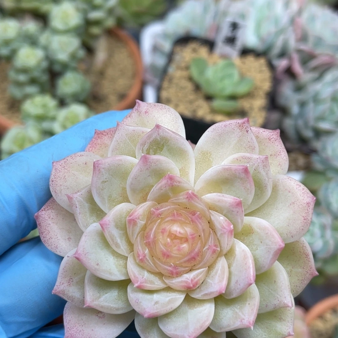 翡翠流心 三头 多肉植物
