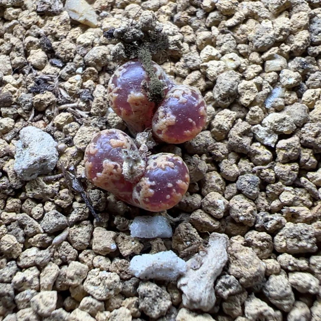 3-152肉锥多肉植物