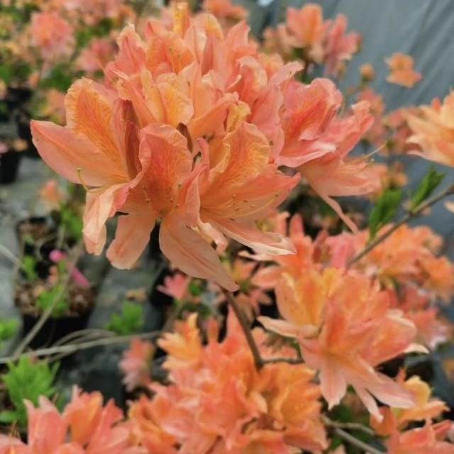 基地进口直发落叶杜鹃——魔力粉