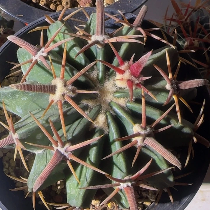 人***A7382宽刺凌波大福利