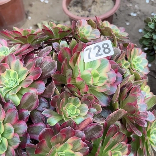 林***6多肉植物一个红玫瑰728