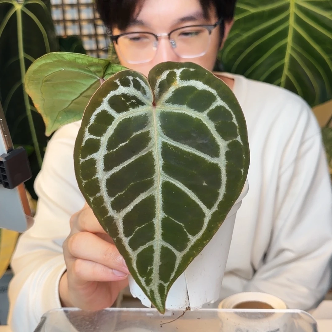 完全开放A60 红铜杂SKG银