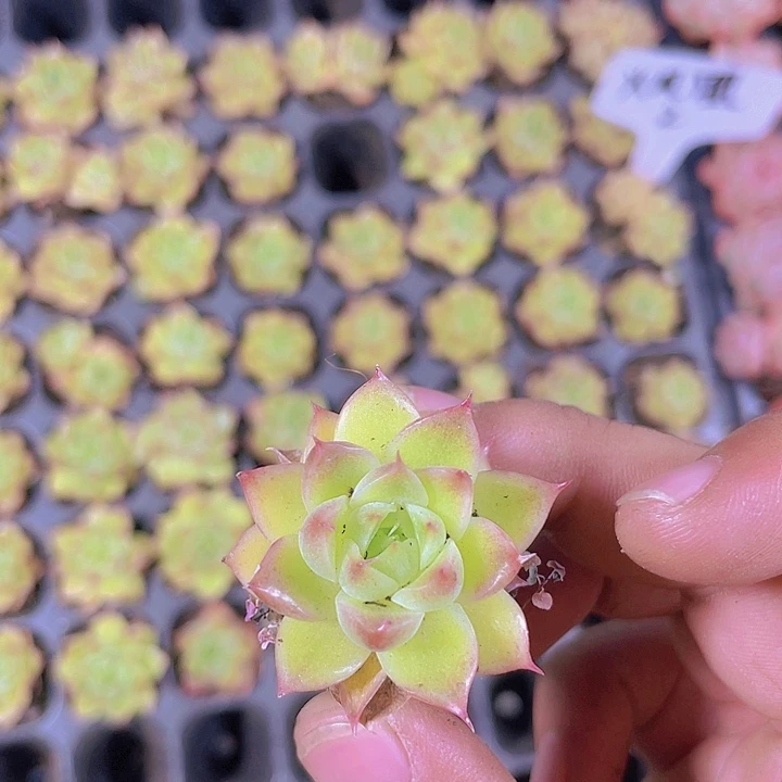 火凤凰【满10颗包邮】