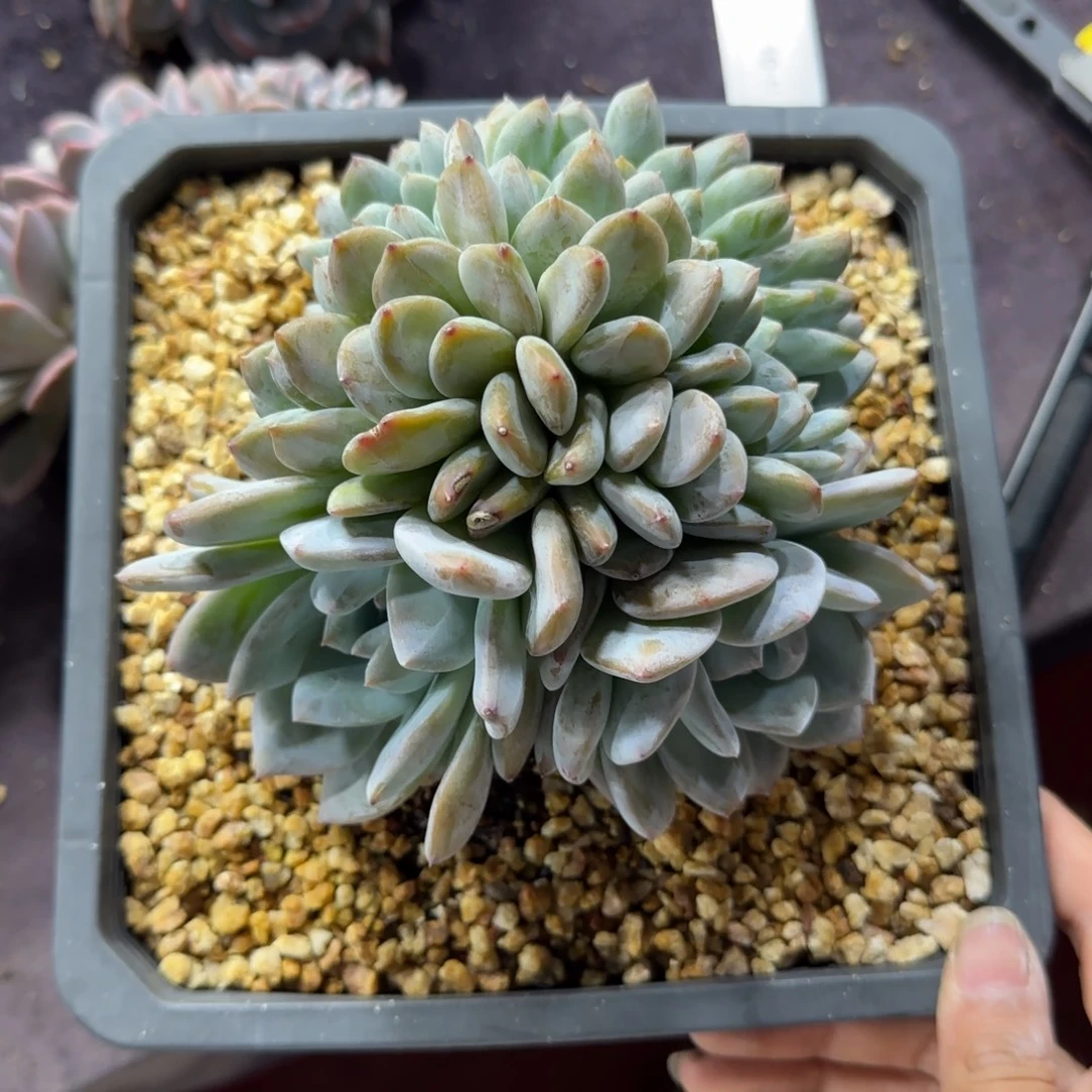 叶插缀化一物一拍橙子双胸花