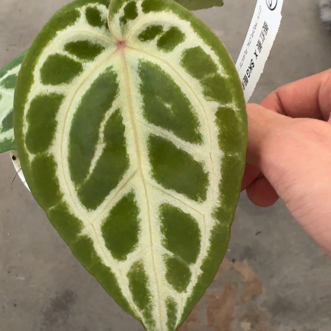 不开花植物1606 银红银杂skg红 新品