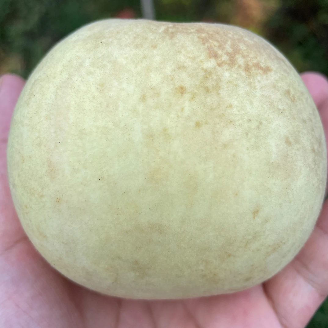 华容本地冬桃新鲜上市顺丰包邮4斤