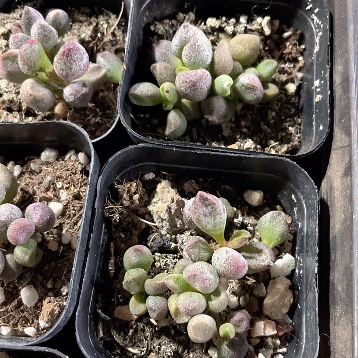 玛丽安水泡带盆土头发