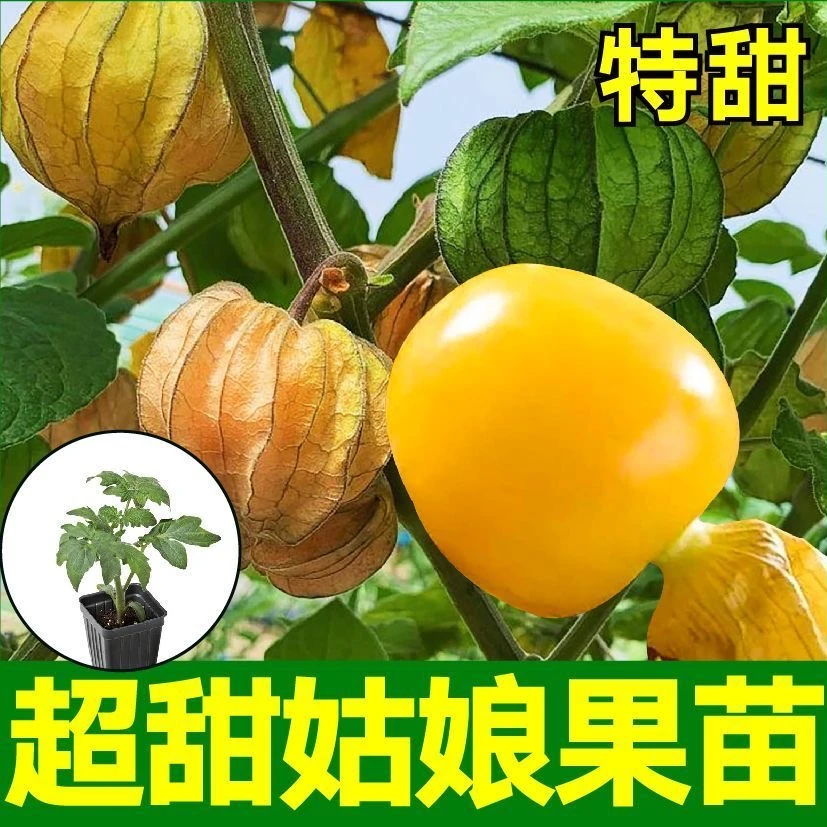 TZ超甜姑娘果苗超甜高产坐果能力强红姑娘金姑娘