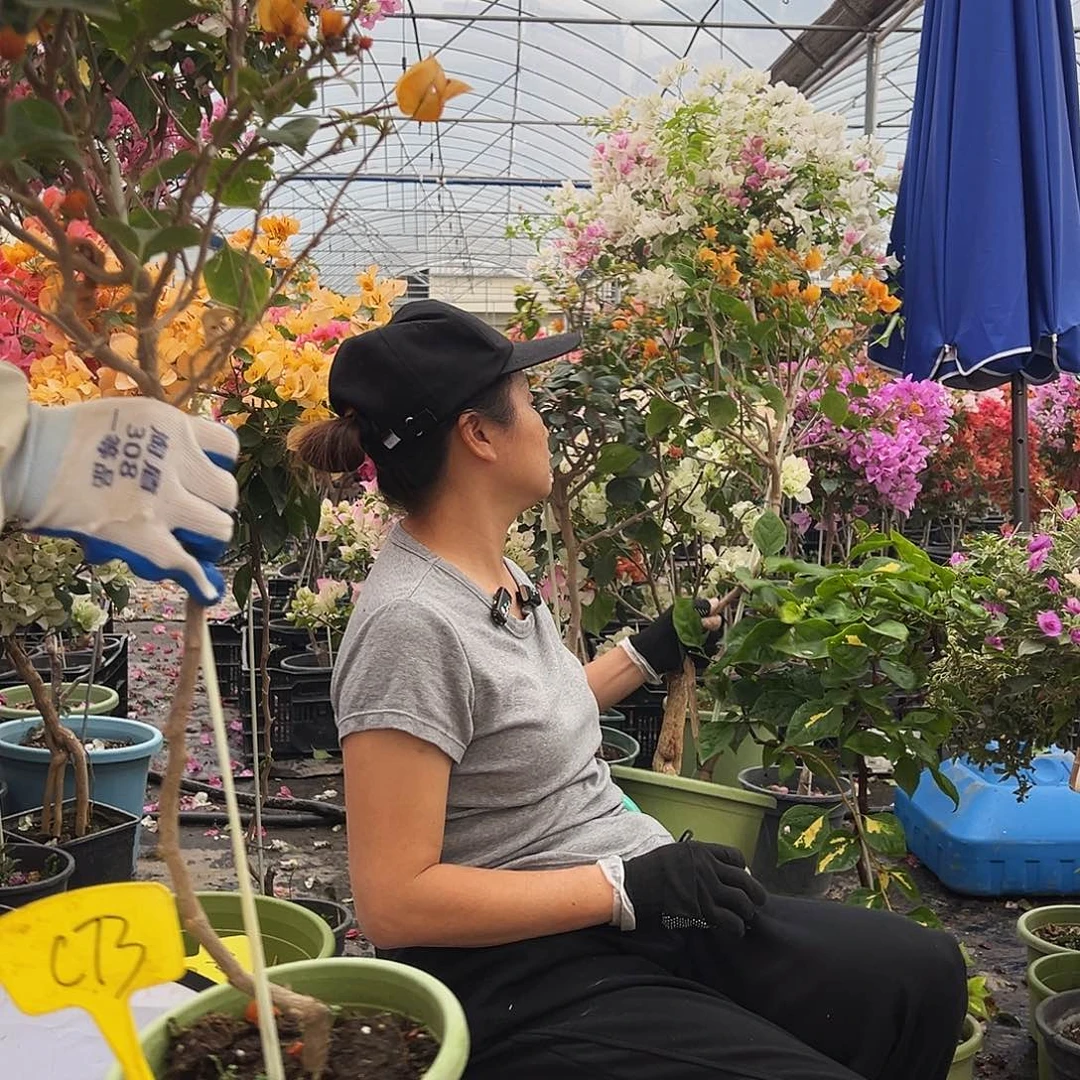 幸***6大部分花苞少量开放C73三角梅