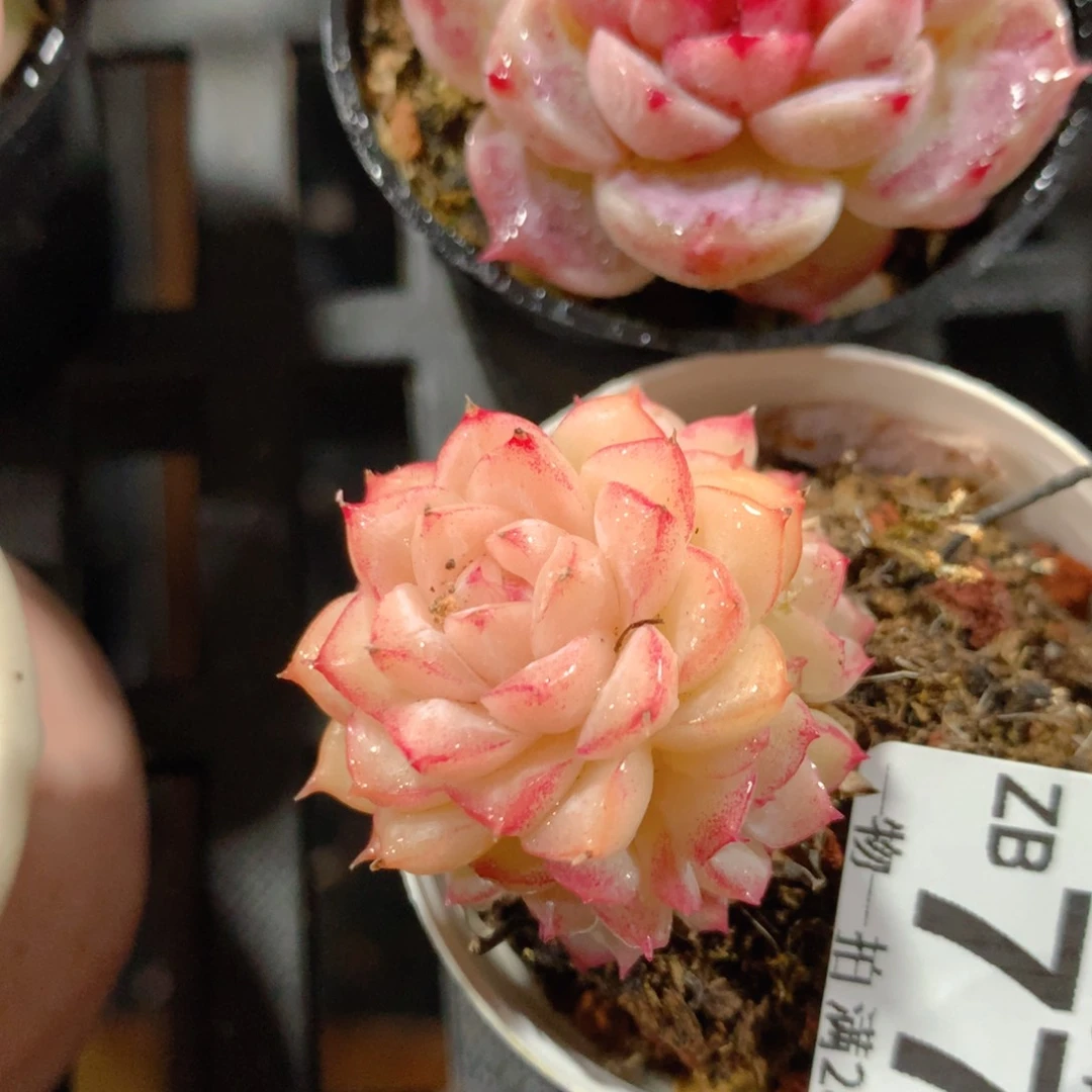 5CM拇指盆精控多肉ZB770