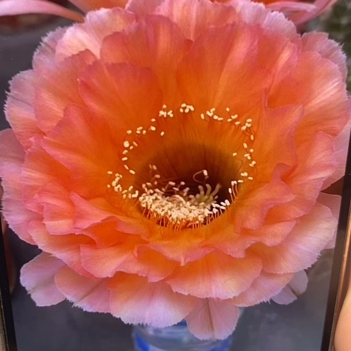 香香新品侧芽5-5.5公分左右