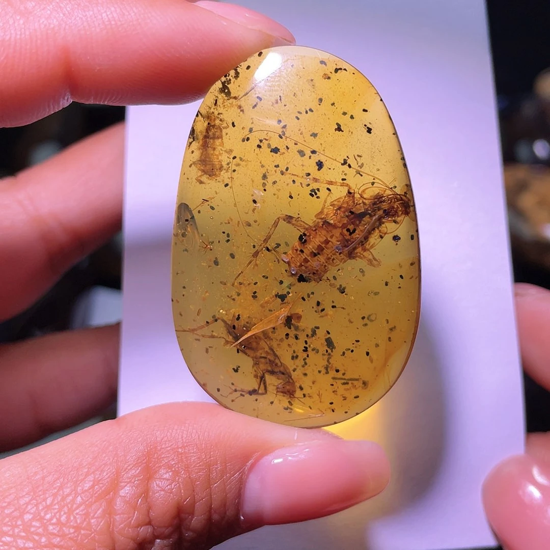 琥珀裸石未镶嵌？