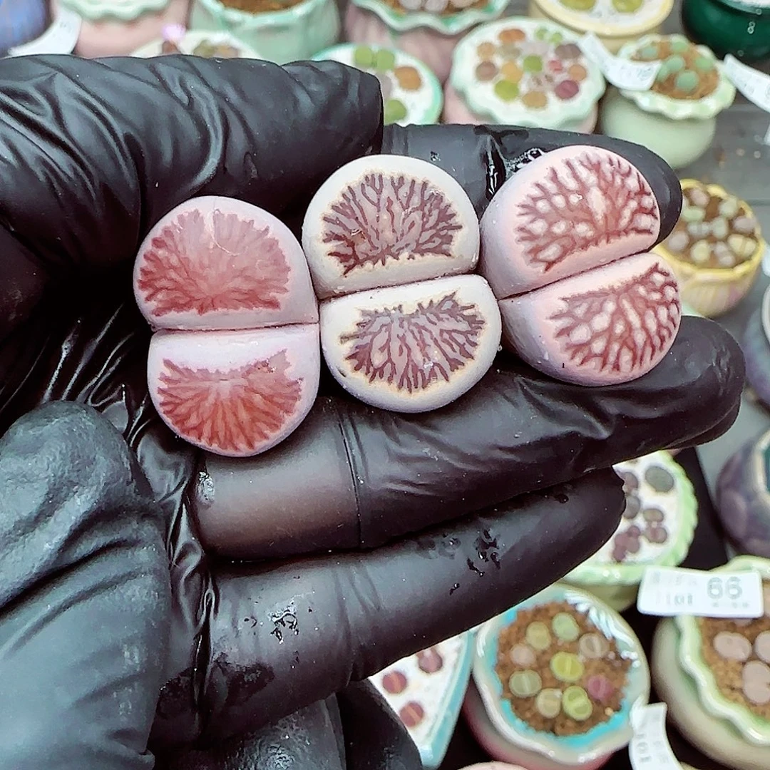 生石花满18包邮1101-121