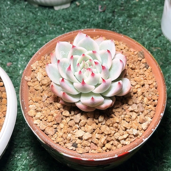 姓娃钎13号码牌子的