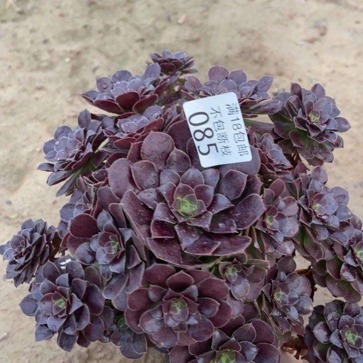 085荷兰玫瑰手捧4法师