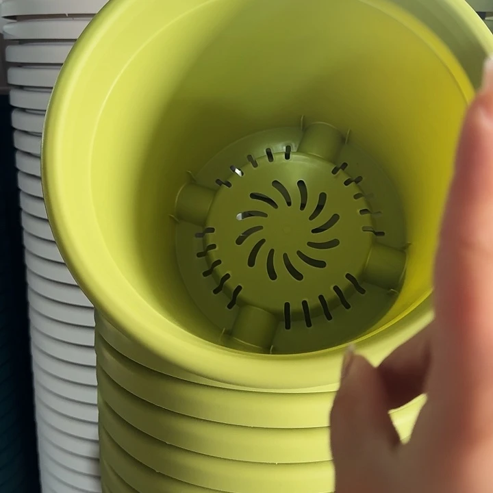 四季5号果绿无托10个特价