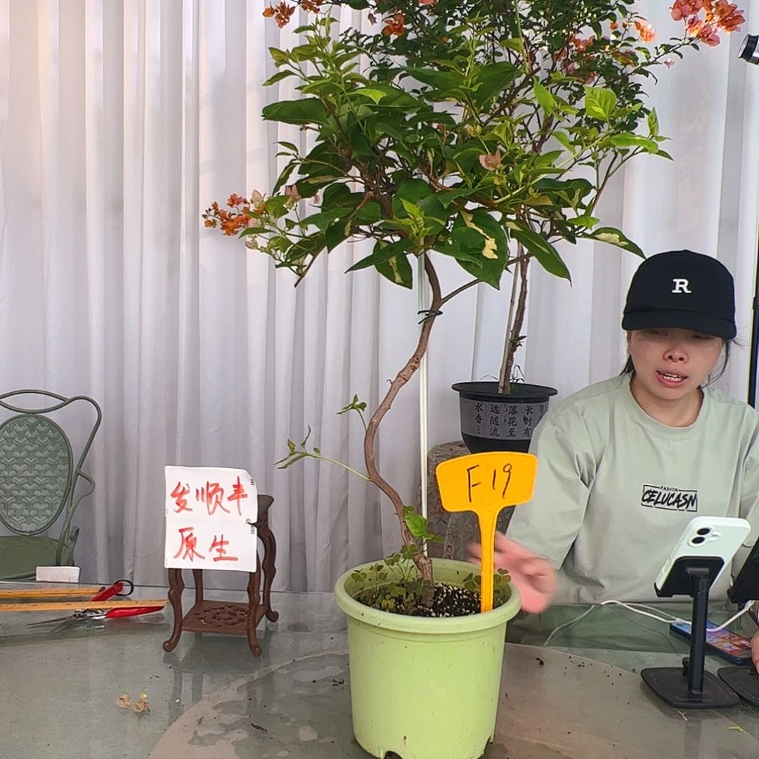 当前无花栽培后可以开花想*F19橙白