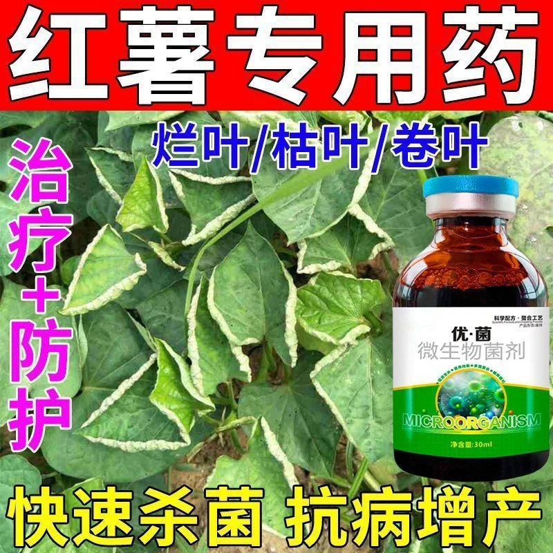 红薯苗卷叶病专用药红薯小叶黄叶叶斑病软腐病毒病立枯病薯瘟病药