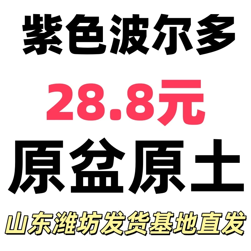 紫色波尔多 耐寒 原盆原土发货