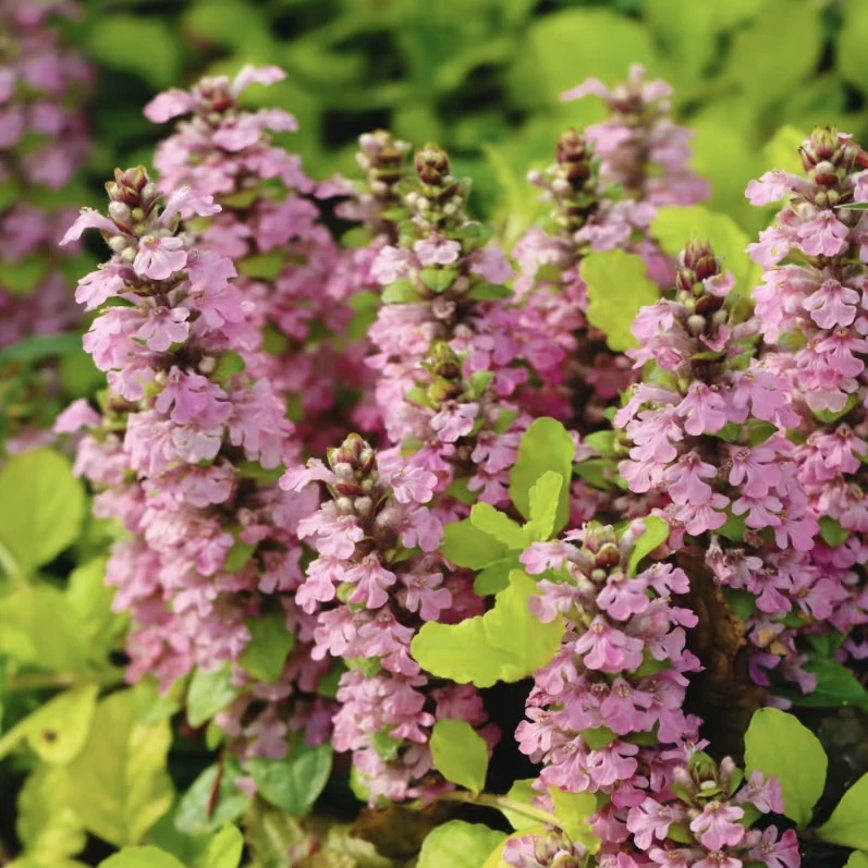 【黄金灯筋骨草】金叶粉花筋骨草耐严寒耐热耐旱匍匐多年生庭院