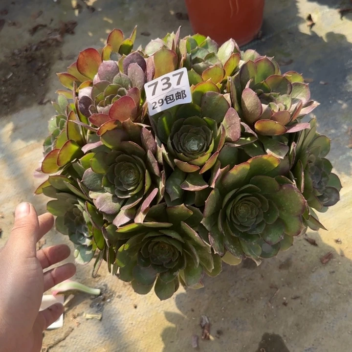 万圣节……多肉植物……