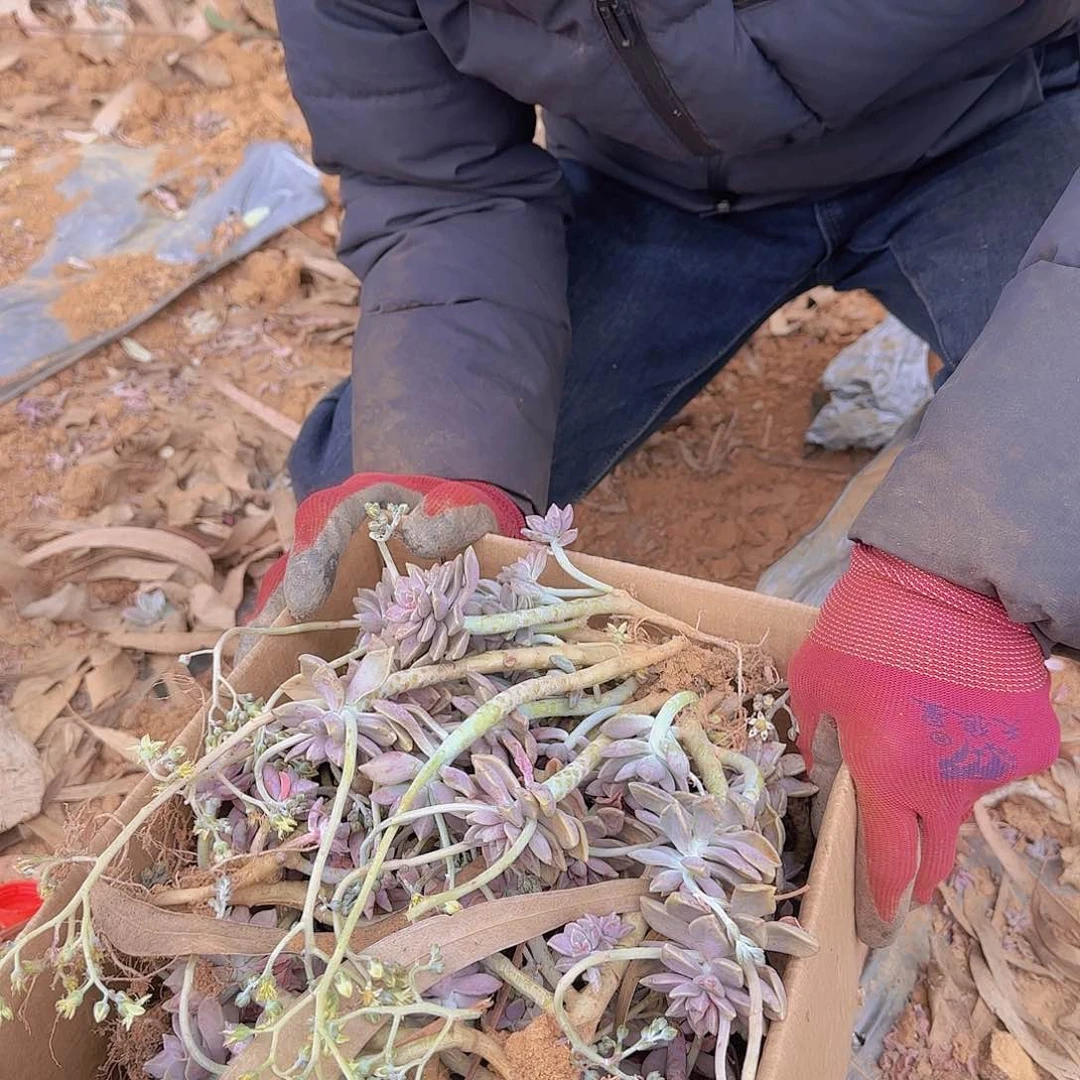 箱拍阿伦陪多肉不售后