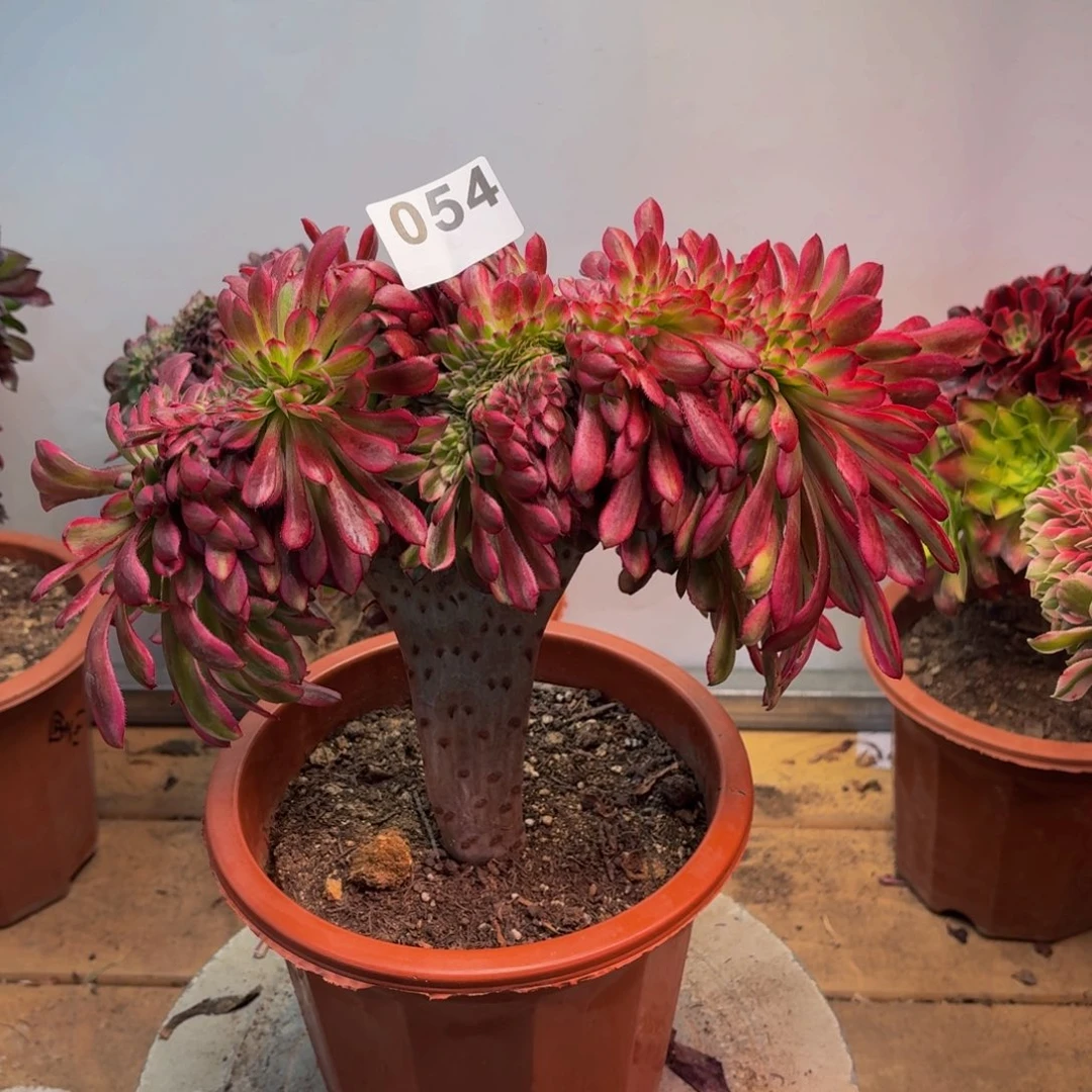 多肉植物舞天姬缀054