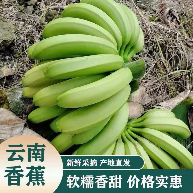 云南高山原生态香蕉高山种植纯自然阳光足