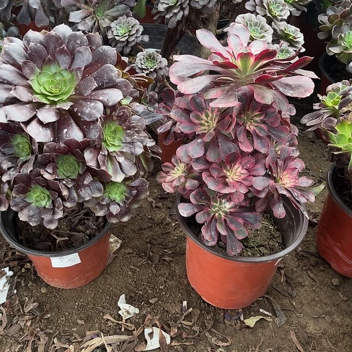 2棵玫瑰玫瑰玫瑰玫瑰