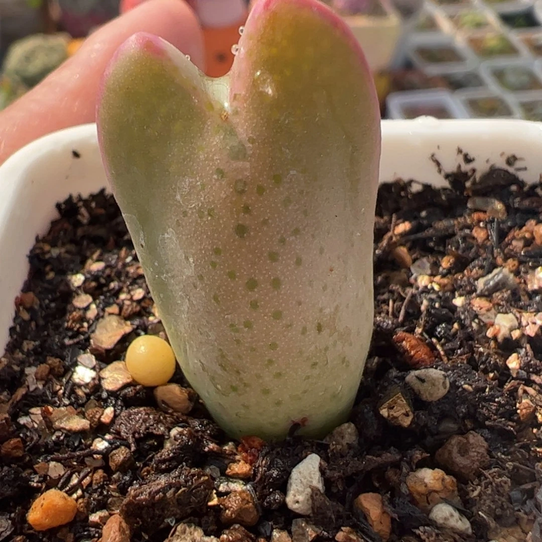 皮卡丘多肉植物百科