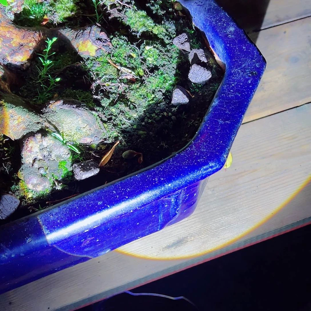 盆景皋月杜鹃地肥