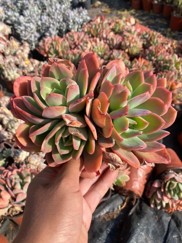 3头奇罗多肉植物 满9.9包邮