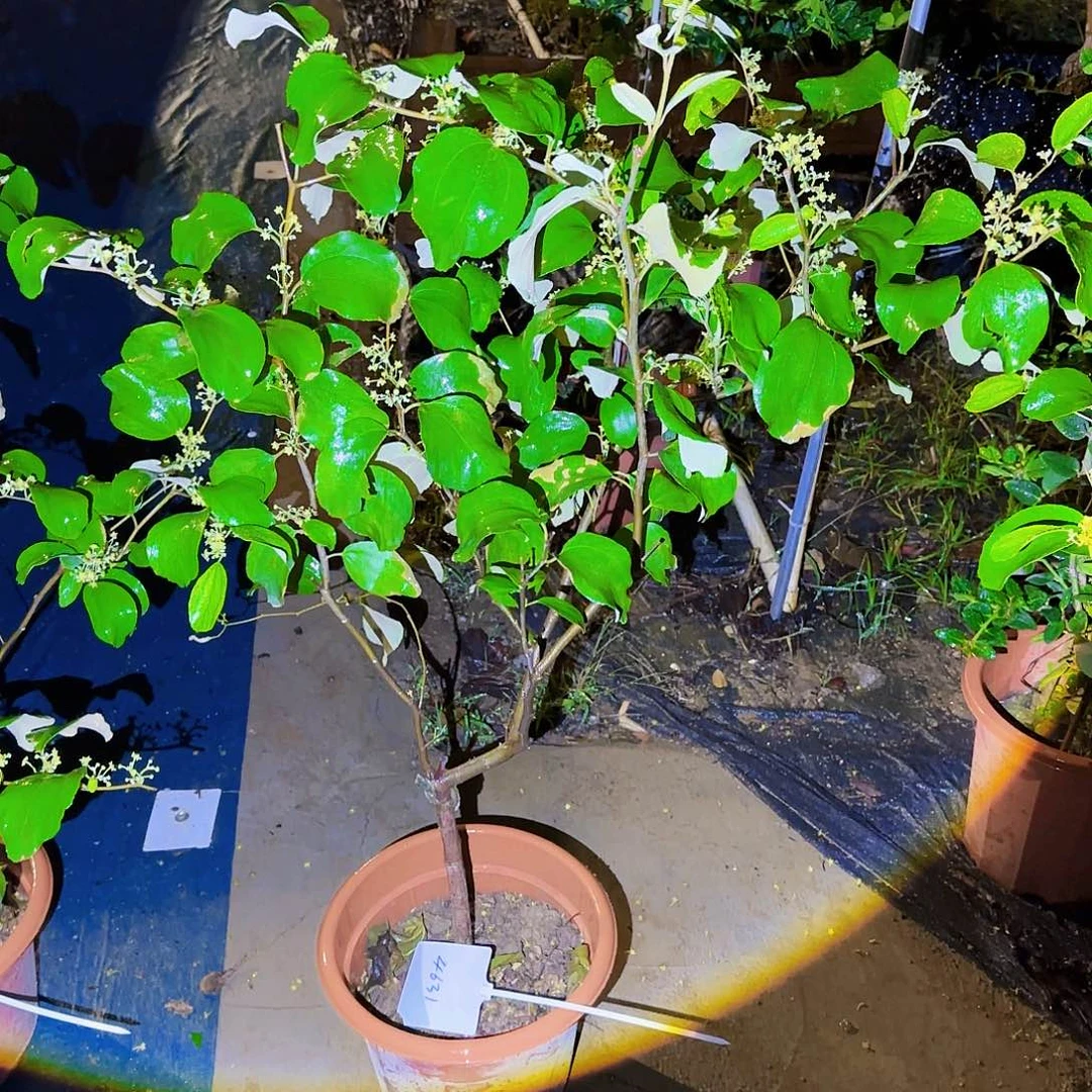 事***为无花朵果树111111111111