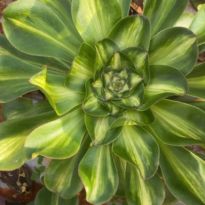 36宽燕子中班锦锦锦