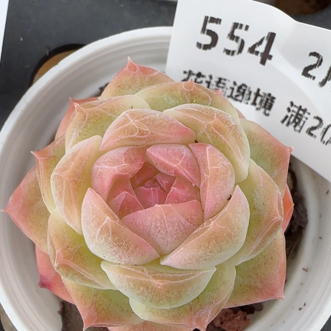 花语逸镜0206-554