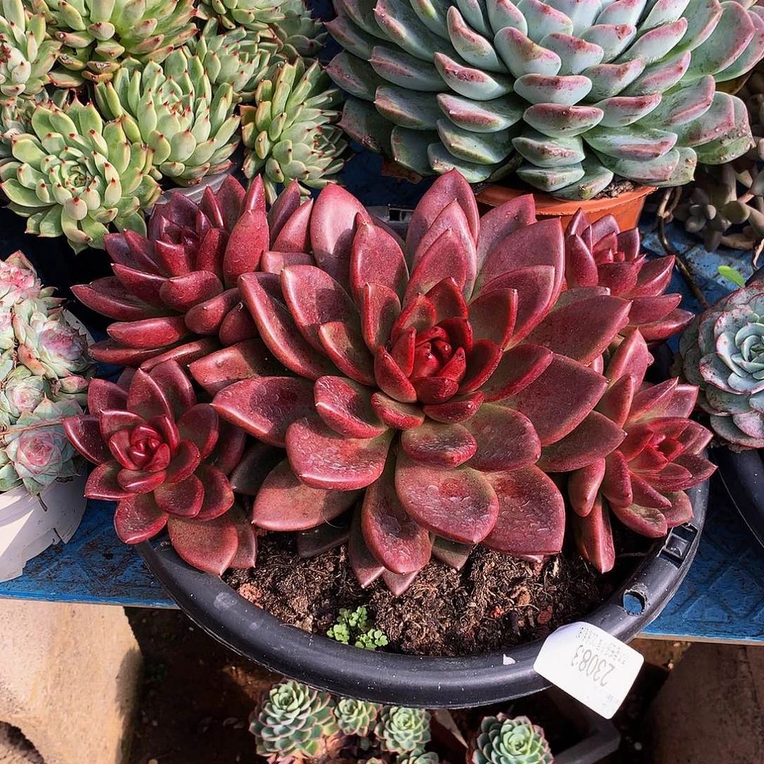 用***7    丰沛玫瑰多肉23083