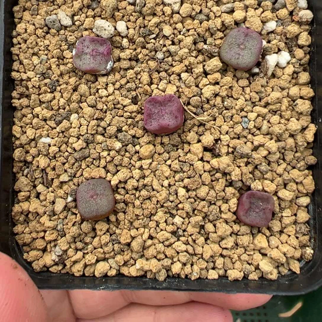 量拍园艺紫方碗5颗