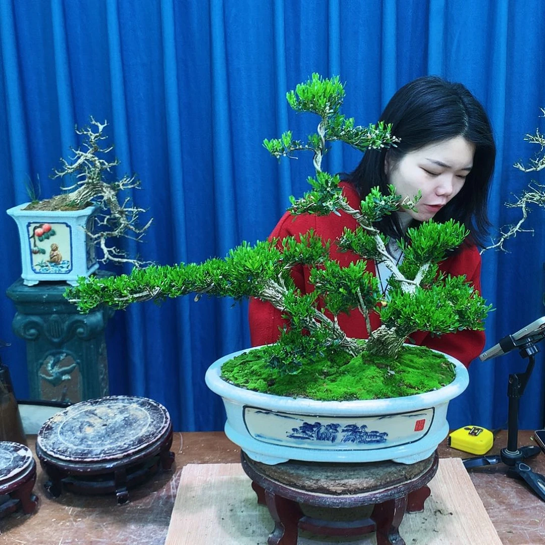 黄杨盆景一物一拍b****g