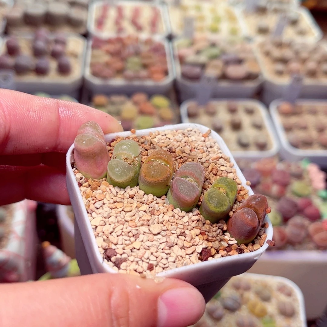 421号带盆盆包邮发货