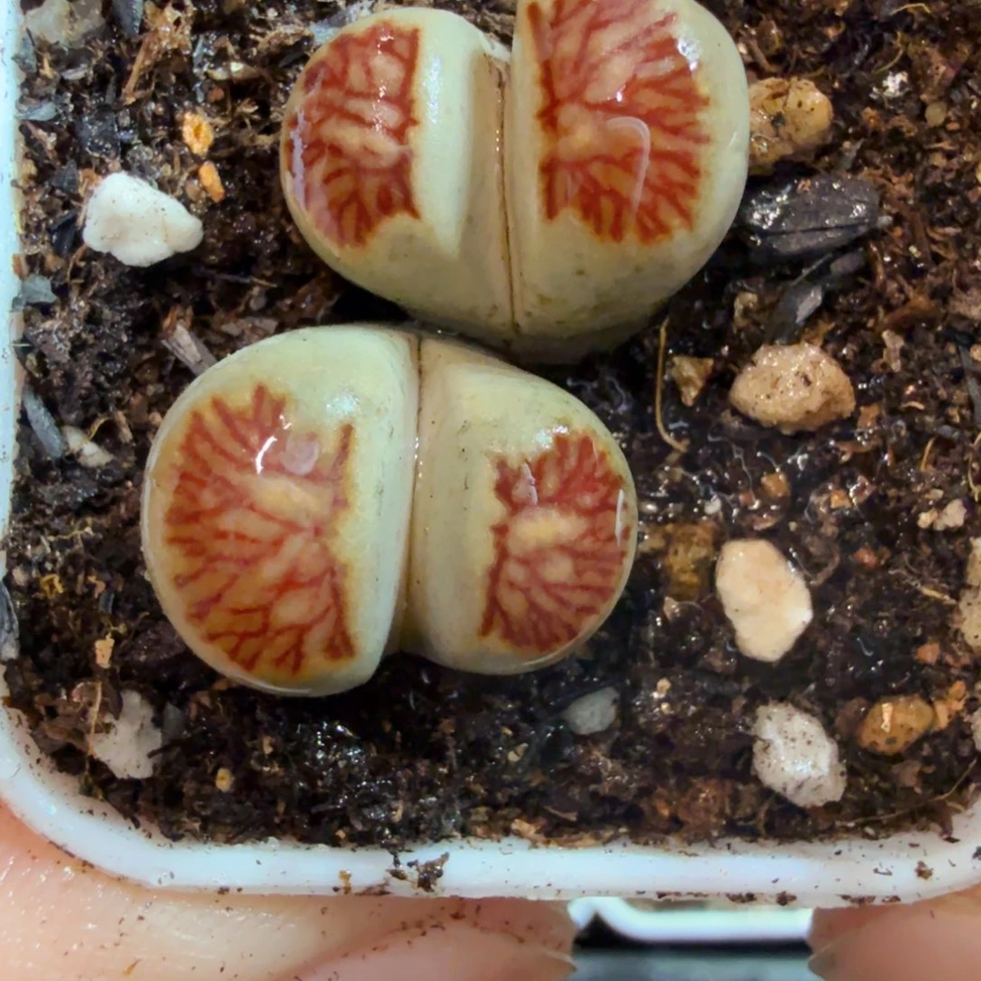 多肉植物的生长发育和793