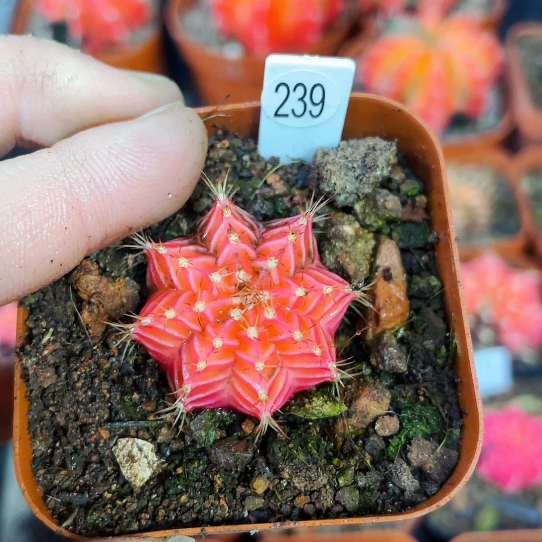 小***？非偏远地区满25包邮仙人球