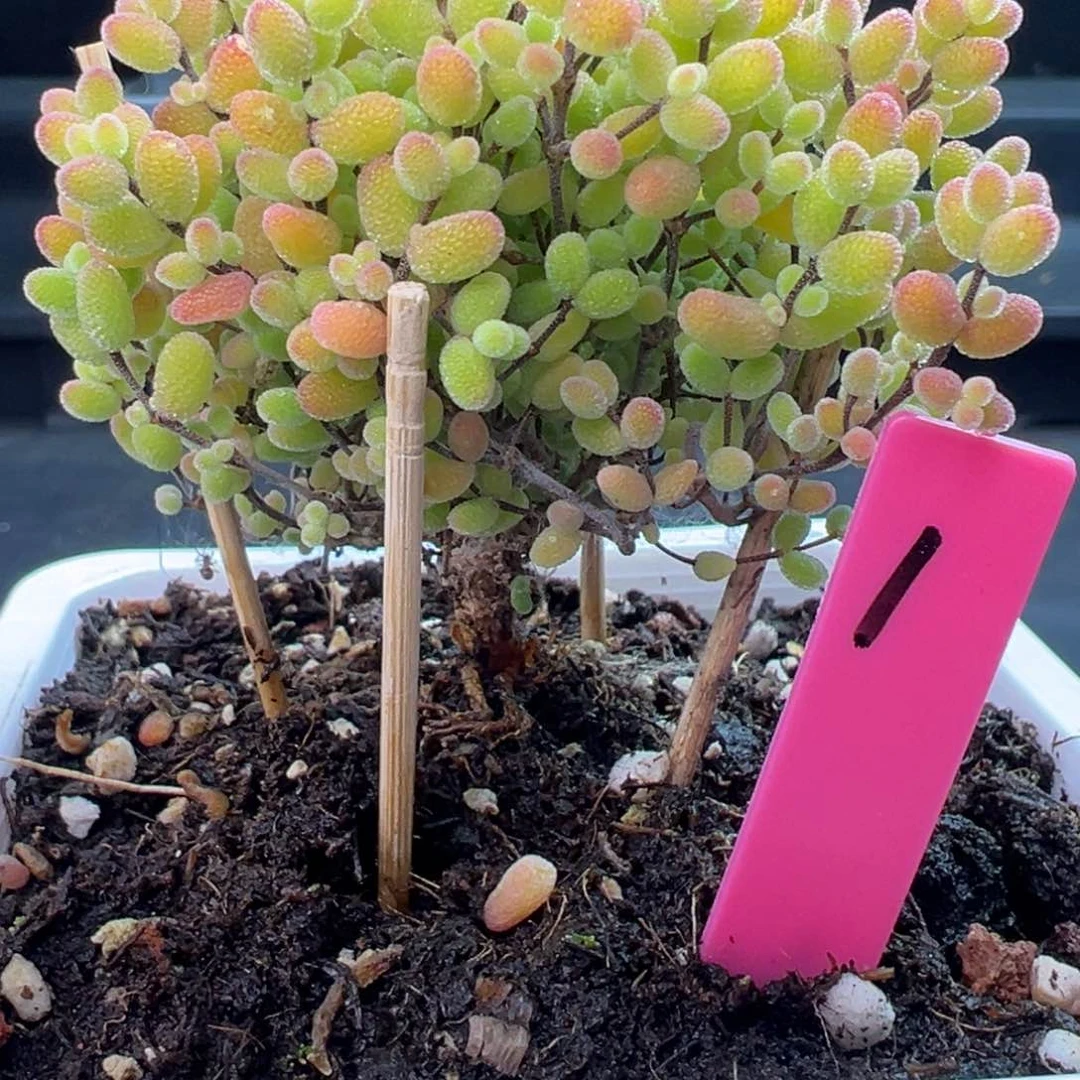 蜜橘糖球1号10cm盆