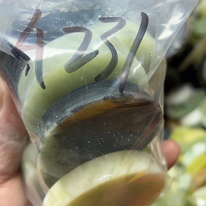 钱***伟蛇纹石玉未镶嵌鱼缸石,盆景石