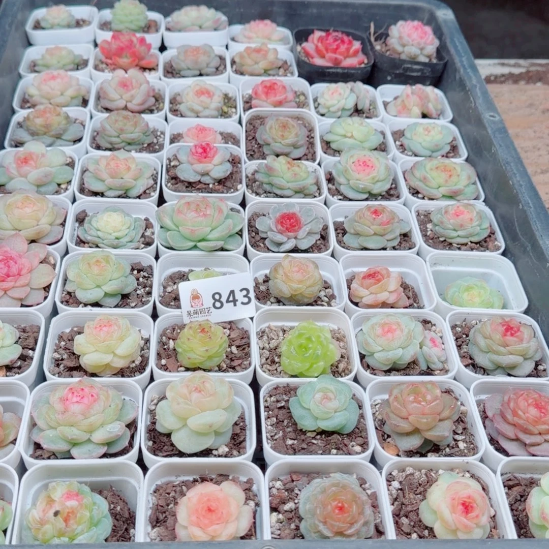 大***妮多肉植物多肉植物