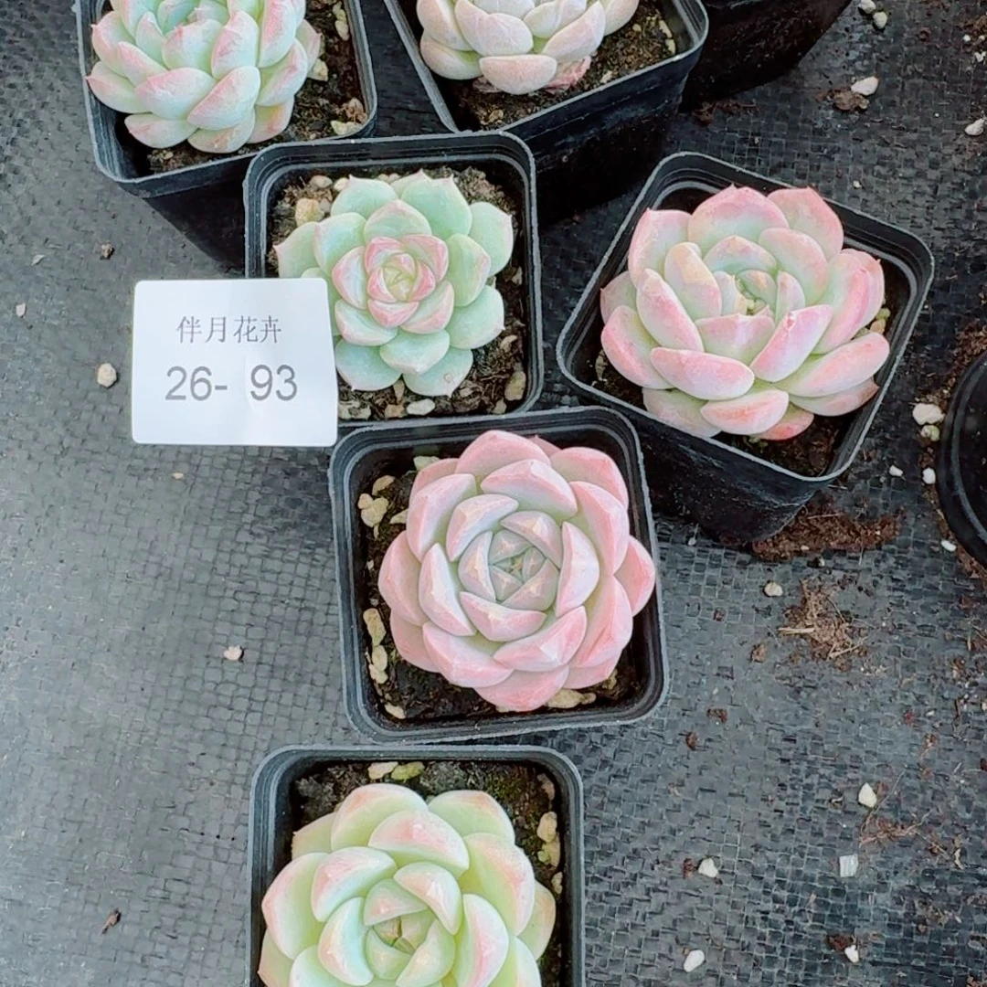 日白梦露十五颗量拍右六26-93