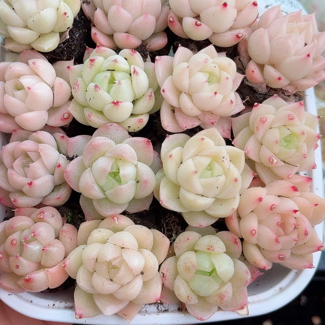 1-308 新疆西藏内蒙不发12.8包邮23公分多肉