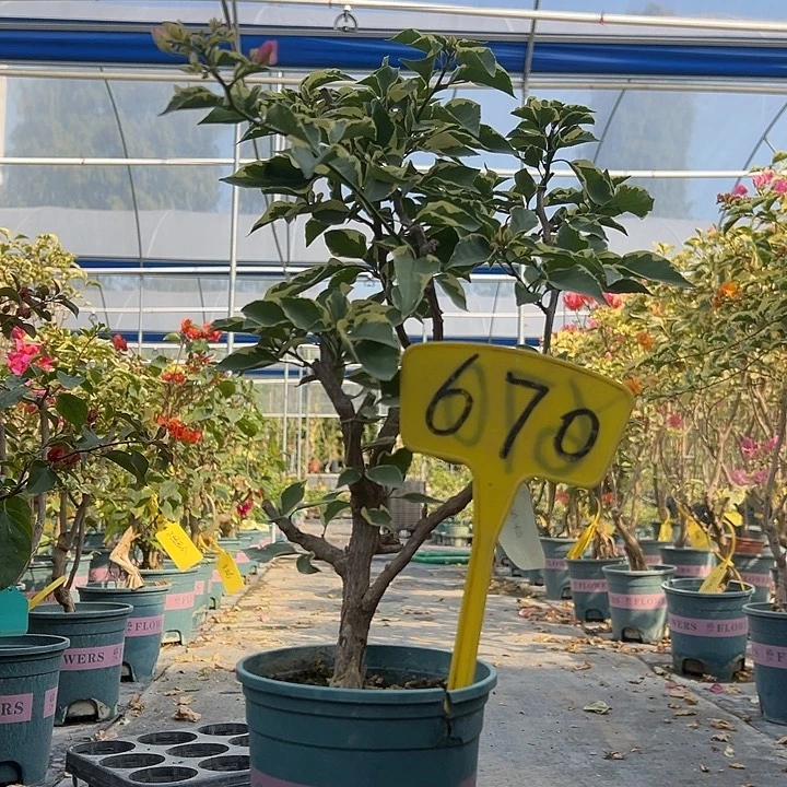 当前无花栽培后可以开花 蜡染粉 原生小树头 有破皮 670