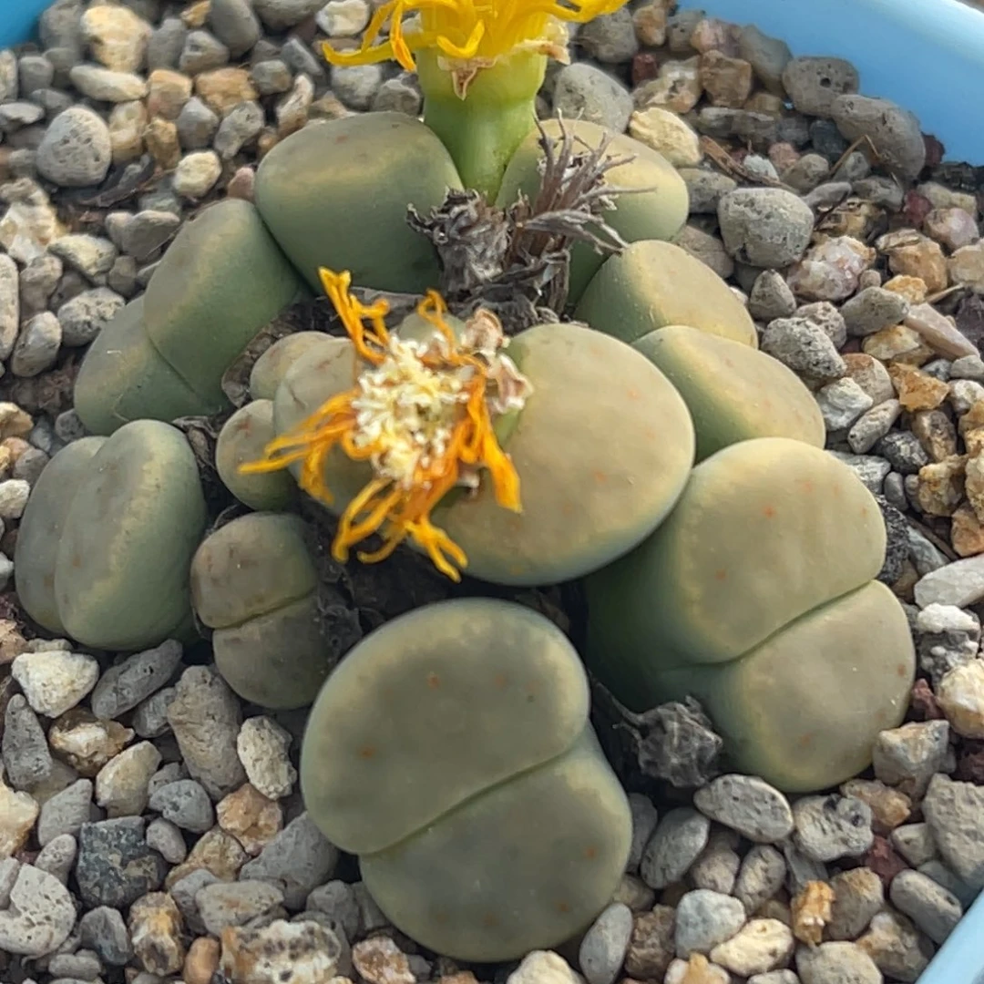 9204九头绿神笛群一颗