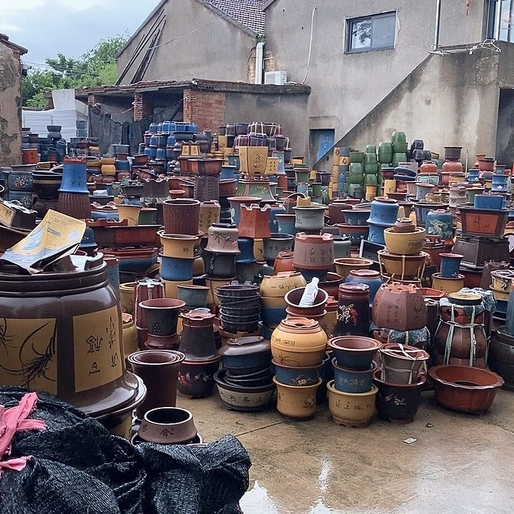 紫砂花盆盆栽植物花卉苗木种植